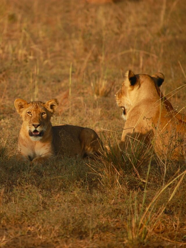 Wild Africa: 5 Must-Know Facts About Masai Mara
