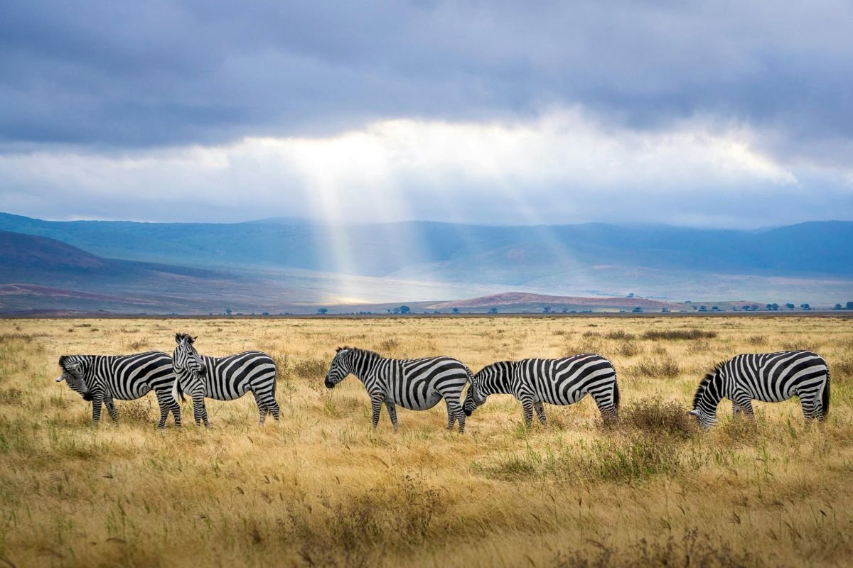 Top Best 9 Wildlife Places Beyond Africa