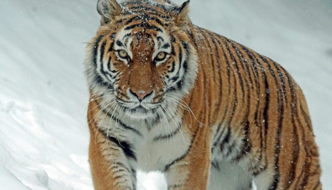 Top Best 9 Wildlife Places Beyond Africa