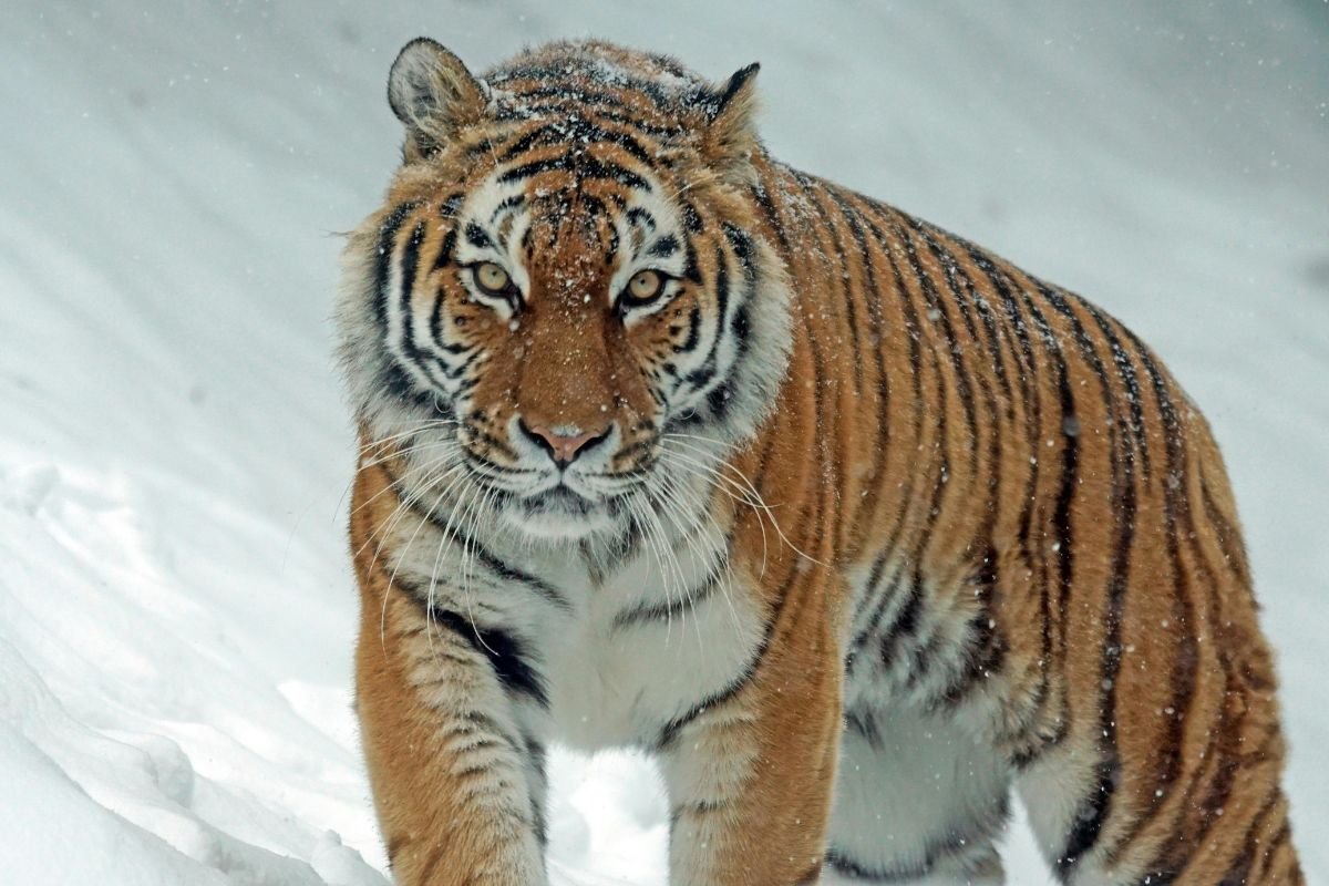 Top Best 9 Wildlife Places Beyond Africa Top Best 9 Wildlife Places Beyond Africa