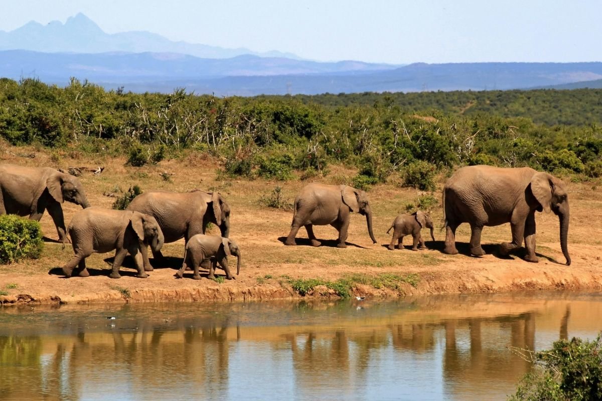 Top Best 9 Wildlife Places Beyond Africa